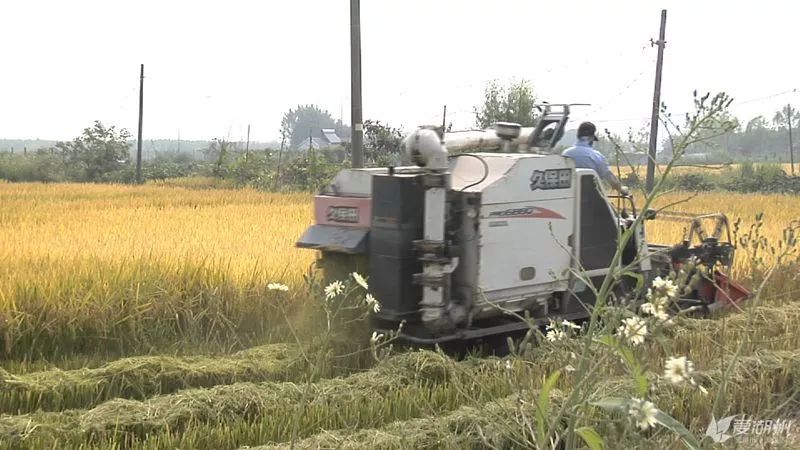 洁田稻来啦这项新技术有望在全国推广