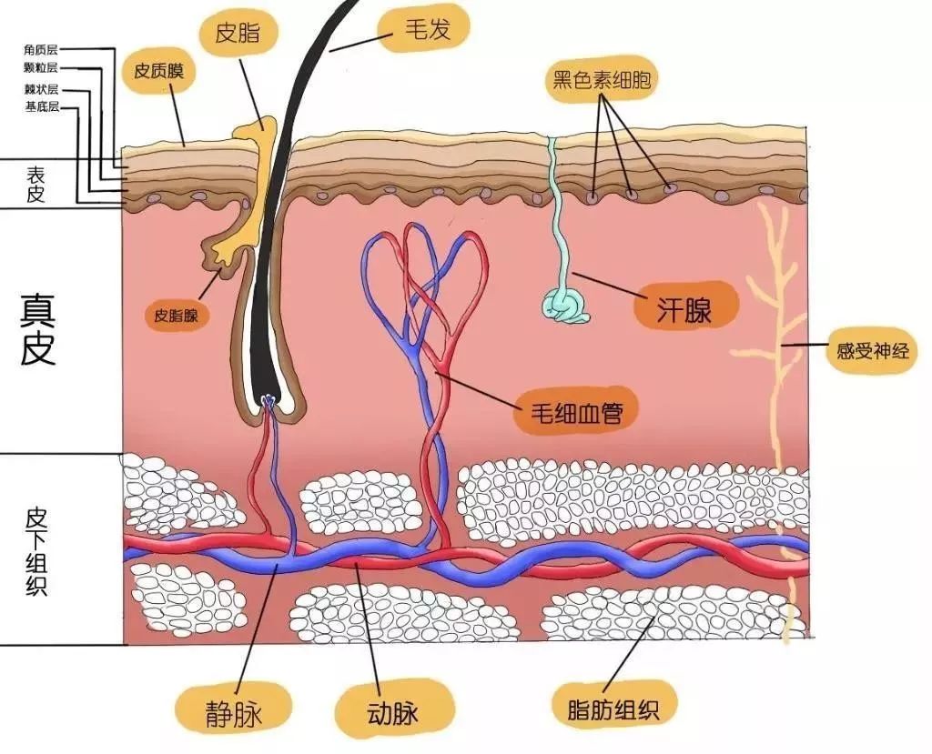 秋季皮肤干怎么办3招拯救干皮防病保健