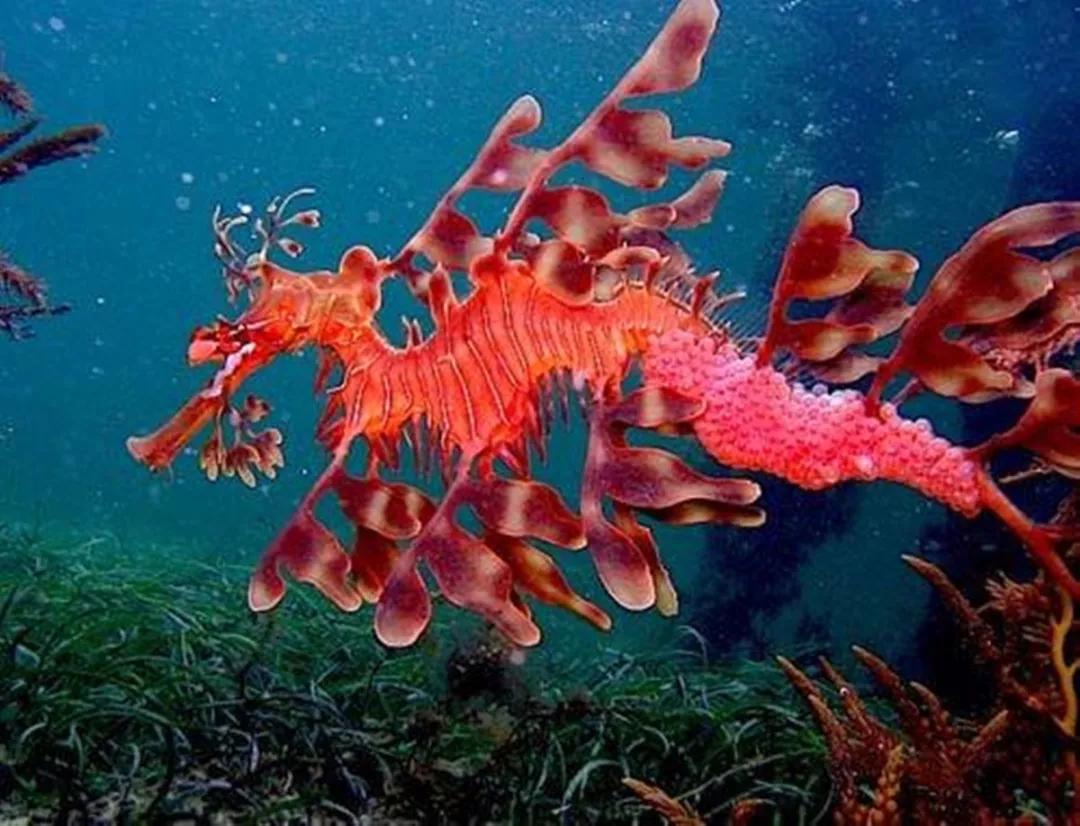 海洋濒临灭绝的动物图片