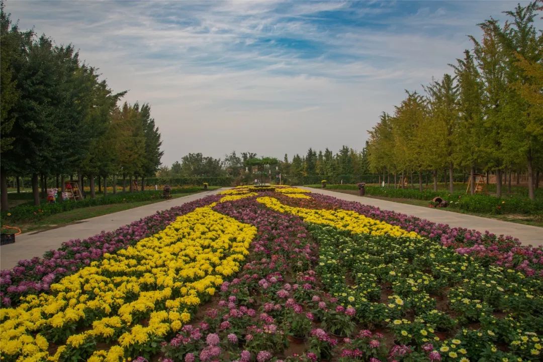 金秋赏菊正当时沂水花彩小镇免费开放