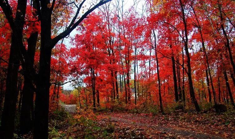 十一去吉林紅葉谷看楓葉正紅許下又一個期待