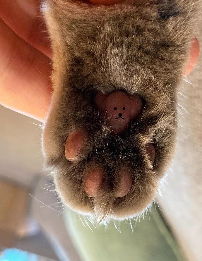 猫咪掌心里的小秘密,来接住今日份的治愈!_jiojio