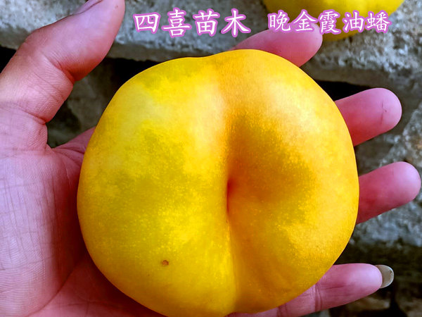 晚金霞油蟠桃树苗有缺点吗