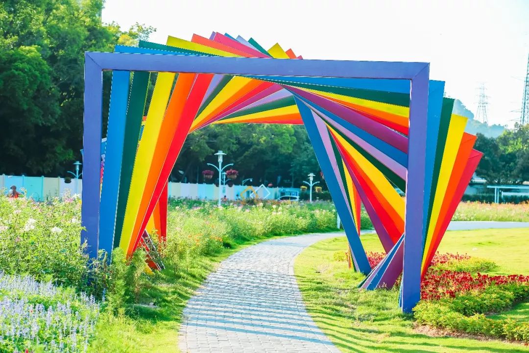 免费深圳这片20000㎡浪漫花田正在绽放