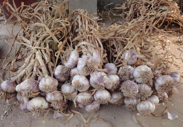 最好选用紫皮蒜类或白皮蒜类中生长快的品种,如紫皮蒜,竹蒜,白贡大蒜