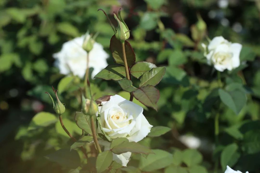 怎么从来没人提过这种白玫瑰超好看啊