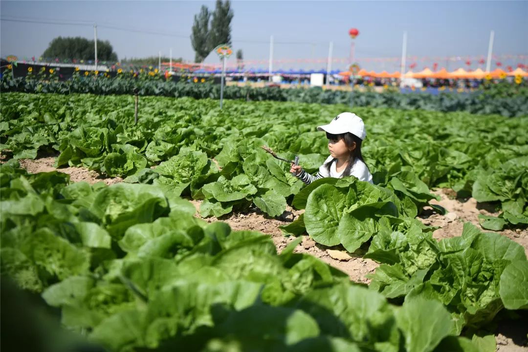 慶豐收丨免費採摘蔬菜千人共品火鍋李俊鎮這個豐收節太熱鬧了