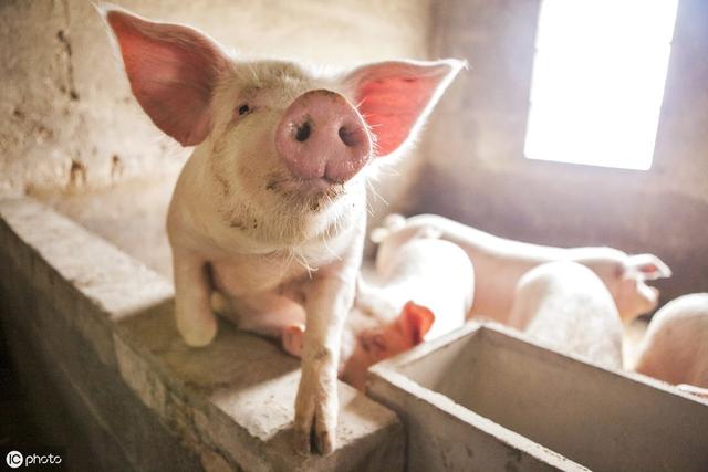 猪皮下出血的原因引起的该怎么治疗