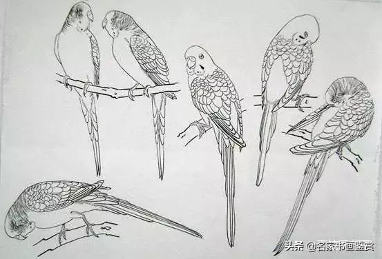 国画教程鹦鹉画法