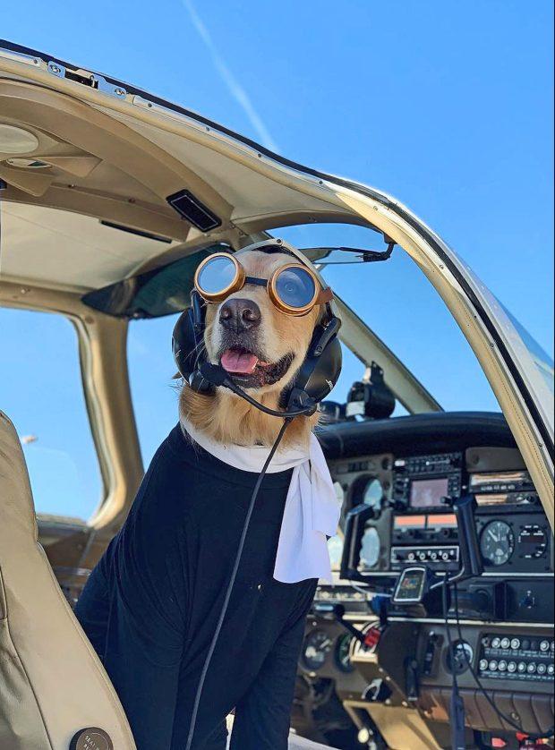 金毛犬摆出人类的姿势装扮成飞行员和鼓手在社交媒体出名啦