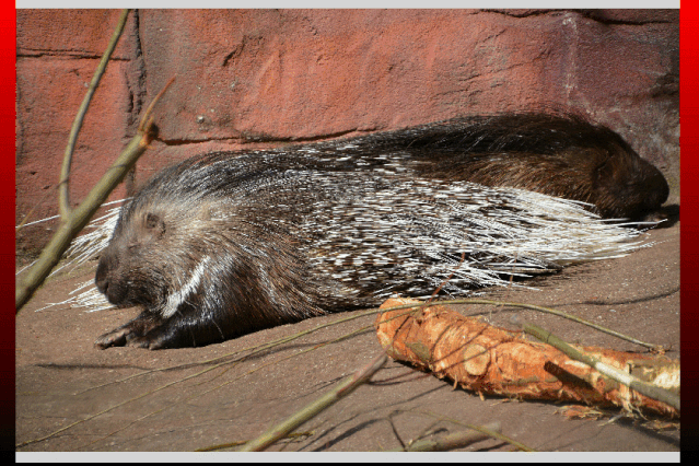 看各萌宠别开生面 可爱模貌彼得兔兔,美国火鸡尼泊尔豪猪 花面果子狸