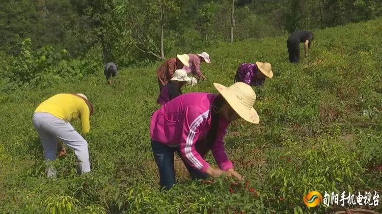 麻坪镇党委书记邢兆平告诉记者:"通过今年的不断实践,麻坪镇稳定脱贫