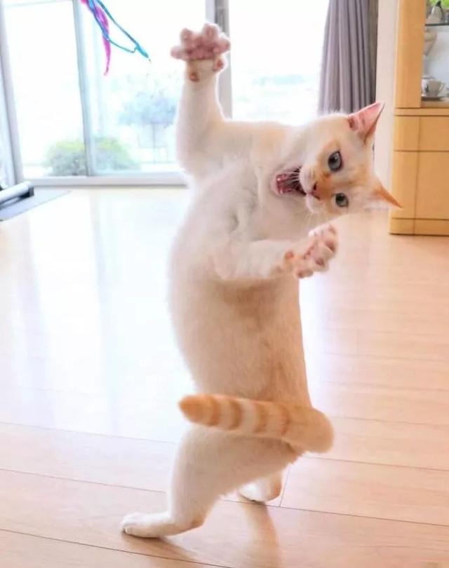 日本有只会跳街舞的猫,舞姿变化多端,不愧为喵星人舞王