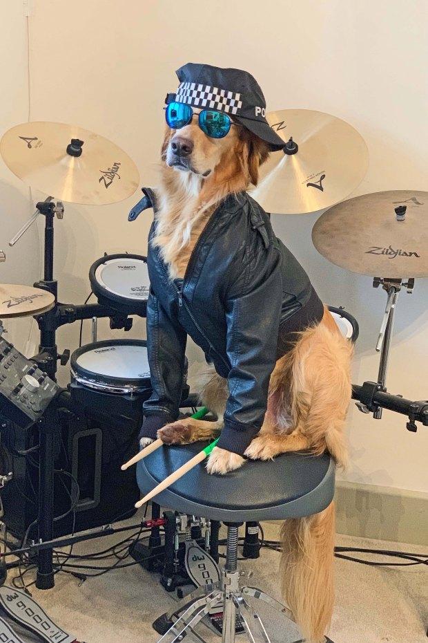 金毛犬摆出人类的姿势装扮成飞行员和鼓手在社交媒体出名啦