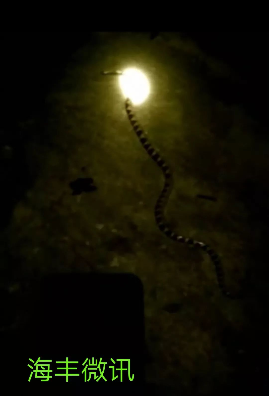 晚上在海丰陶河的某村里,村民在散步的时候在路上发现一条特长银环蛇