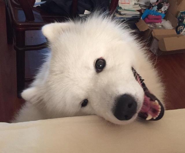 这些爱撒娇的狗狗中让你最无法抵抗的是谁