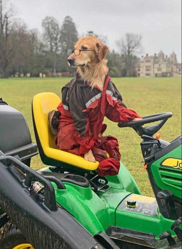 金毛犬摆出人类的姿势,装扮成飞行员和鼓手,在社交媒体出名啦