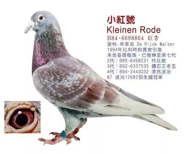 比先前引进的种鸽更加优异,于是他就淘汰原有的,全舍以詹森的克拉克05