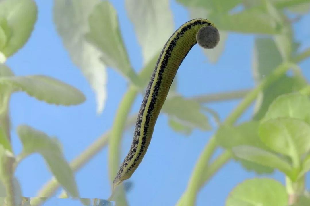 水蛭:俗称蚂蟥, 多生活在淡水中,少数生活在咸水之中,还有一些陆生和