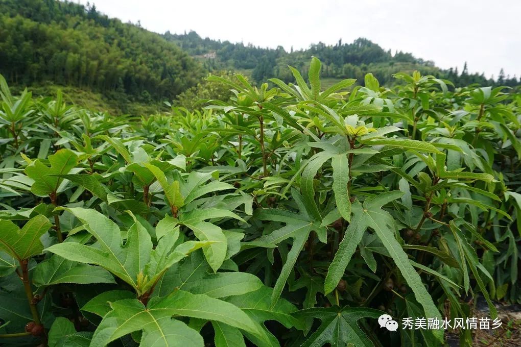物华天宝牛奶根经济价值挺不错大新村五指发力助脱贫