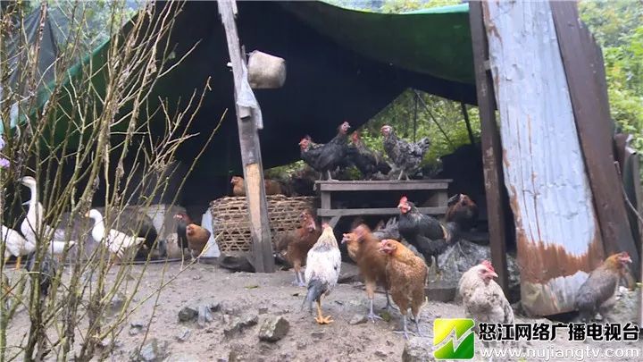 草果,重楼,独龙鸡,独龙牛等种养殖特色产业让不少独龙族群众的钱袋子