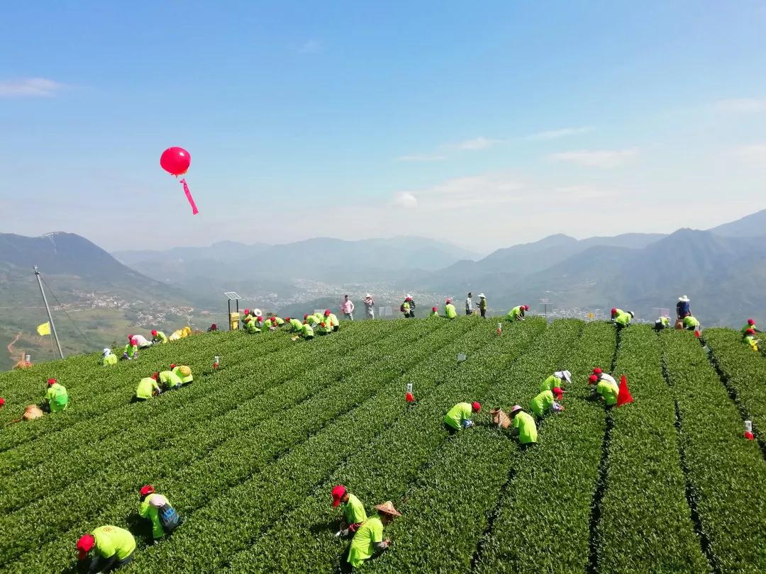 9月27日,安溪高建发茶庄园中,百名采茶工正在茶园中忙碌,他们采摘下来