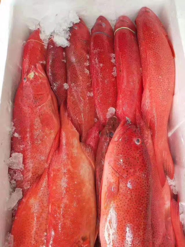 一层山小渔翁最爱的高级国宴鱼豪门硬菜东星斑