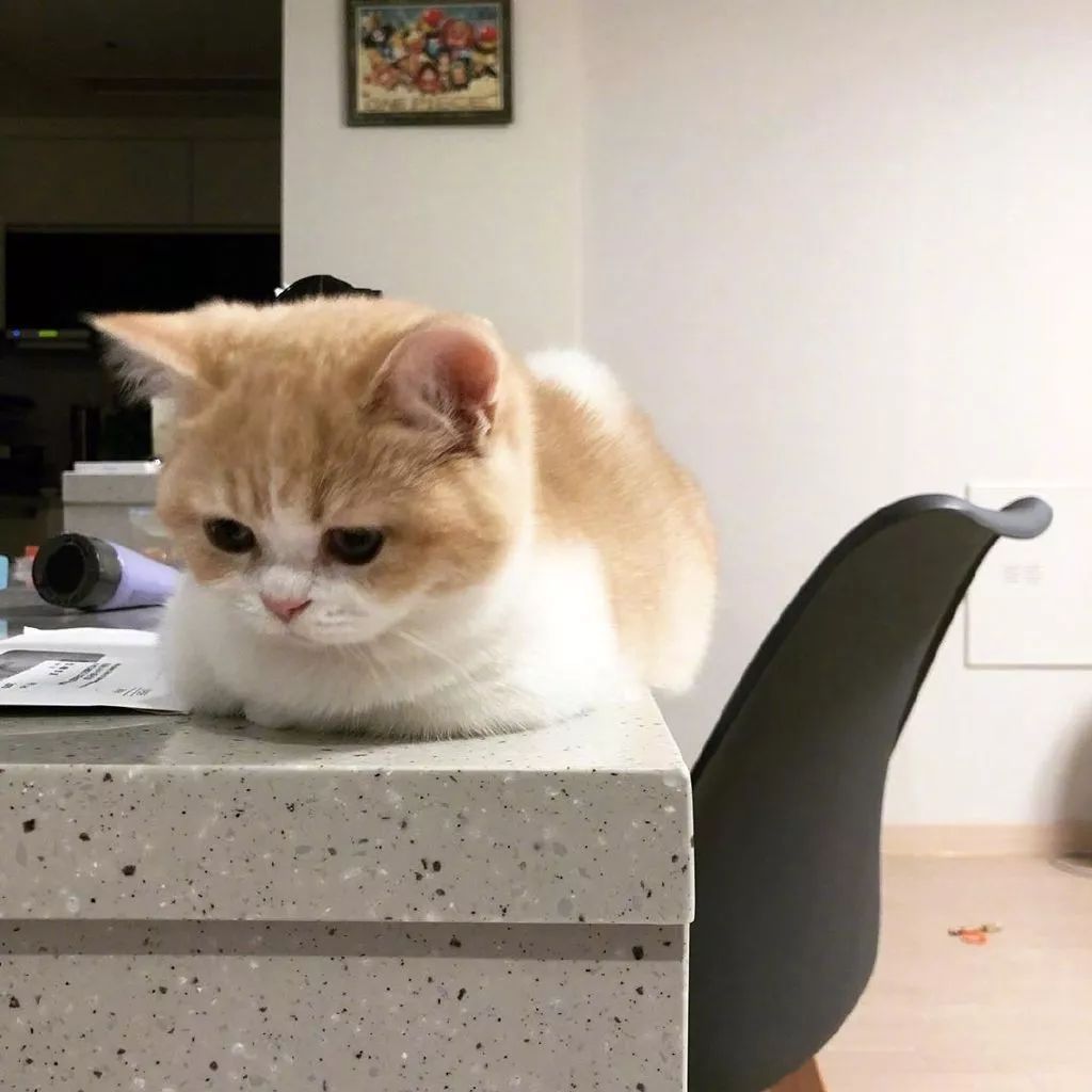 喜欢揣着手手的小猫咪,可可爱爱