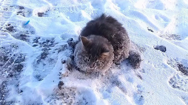 4只不幸被冻住的动物,动物们也有倒霉的时候