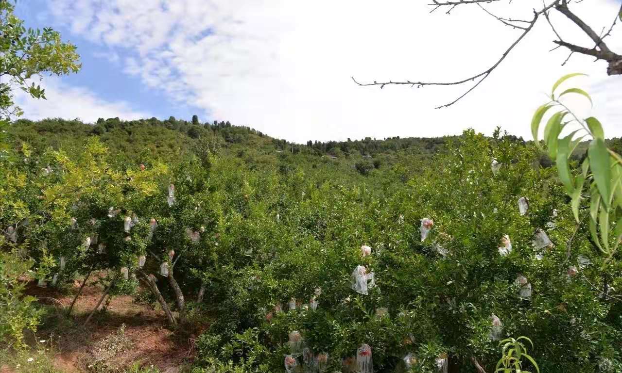西安市临潼区功能农业石榴种植产业园坐落于秦岭山脉临潼段,骊山西侧