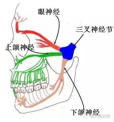 体表神经解剖：三叉神经_进行