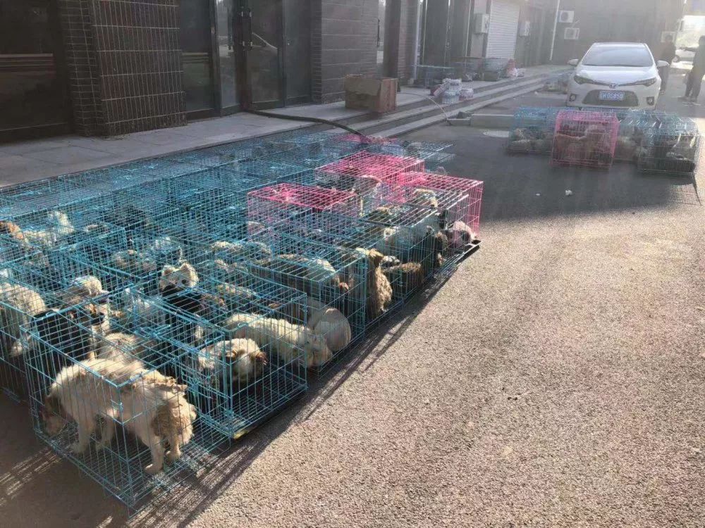 570条生命的羁绊726营口运狗车救援行动的开端之战