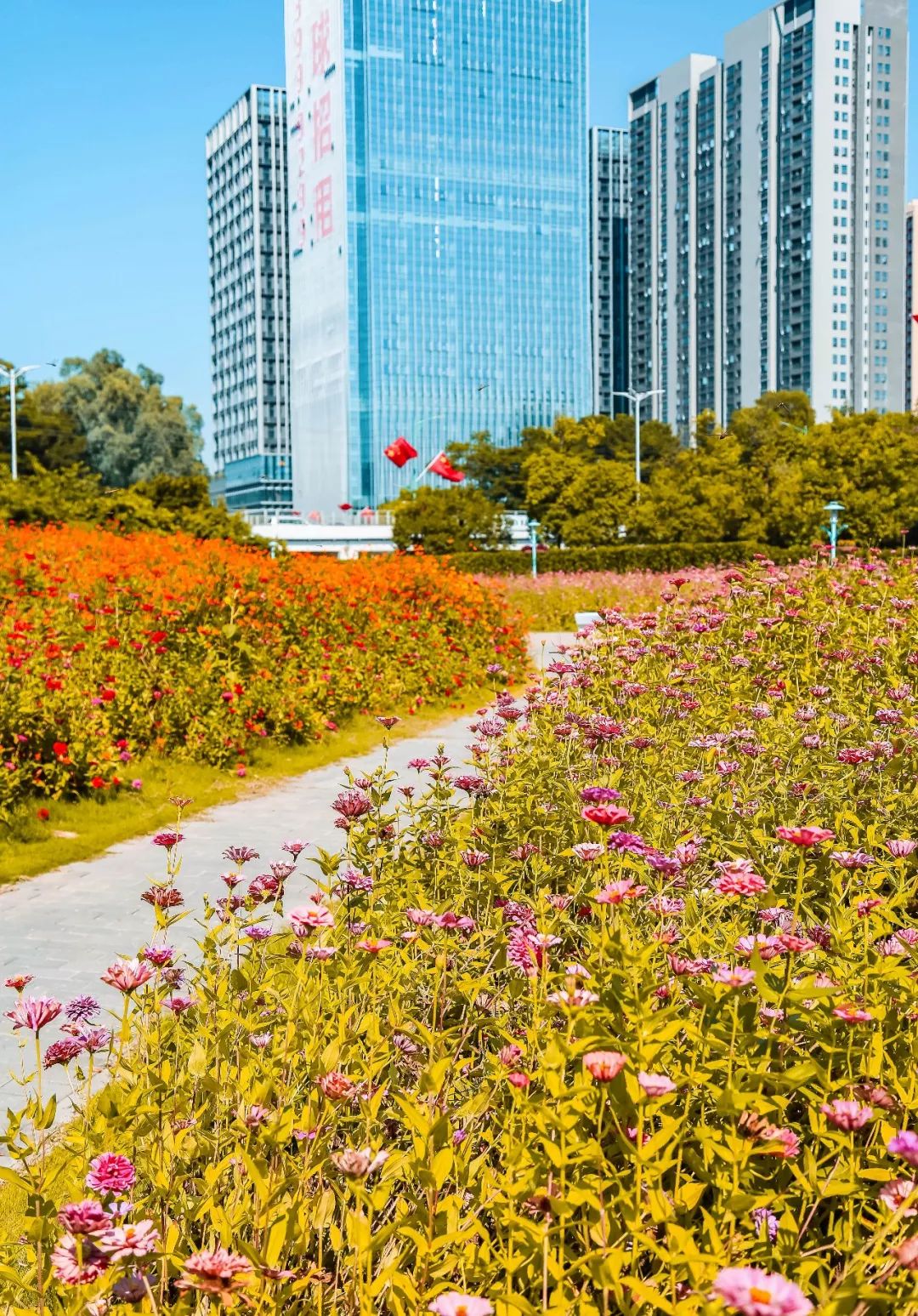 免费深圳这片20000㎡浪漫花田正在绽放