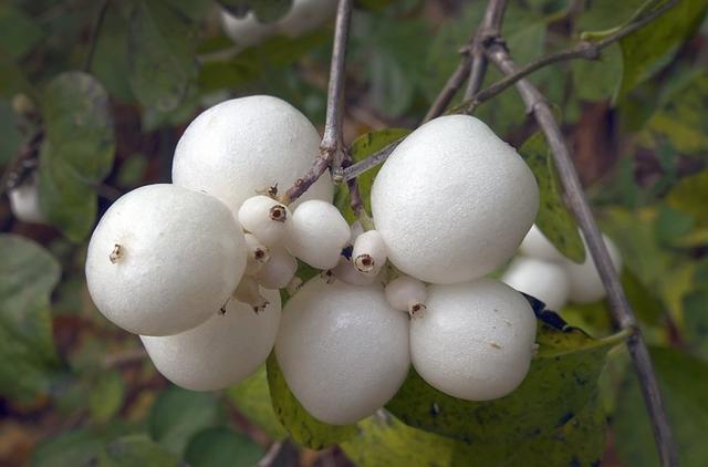 isunflower花艺学院:金秋十月瓜果香,10种果材介绍