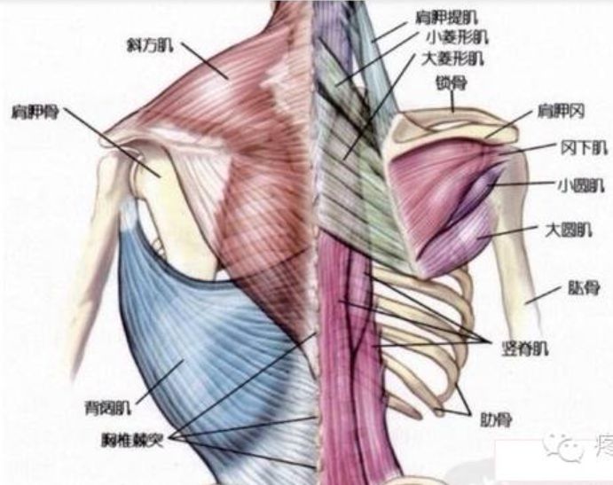 胸背部疼痛会不会是菱形肌自体损伤