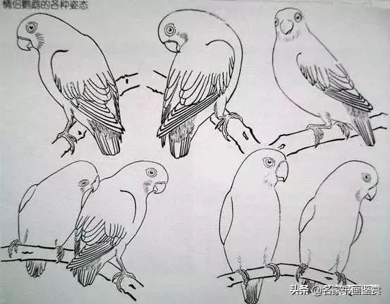 国画教程鹦鹉画法