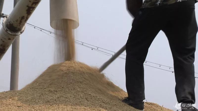 洁田稻来啦这项新技术有望在全国推广