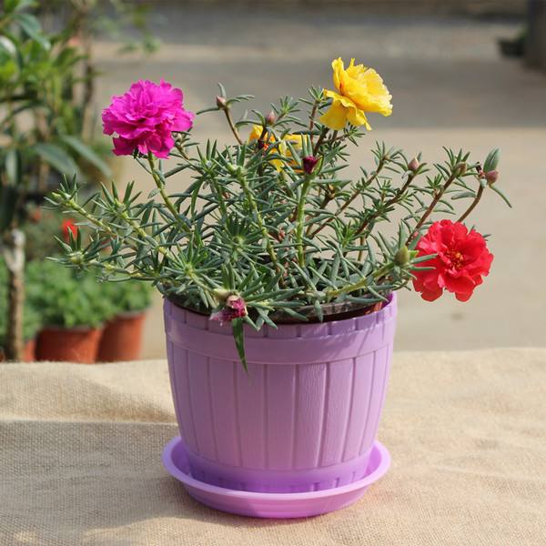 原创家庭种植半枝莲一根枝条切八段扔进土里就泛滥四季开花不断