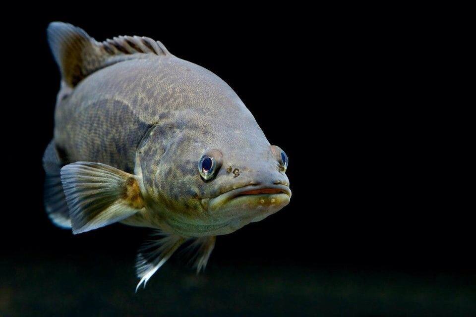 鱼菜高百源康鱼菜工厂青睐的澳洲国宝鱼墨瑞鳕鱼