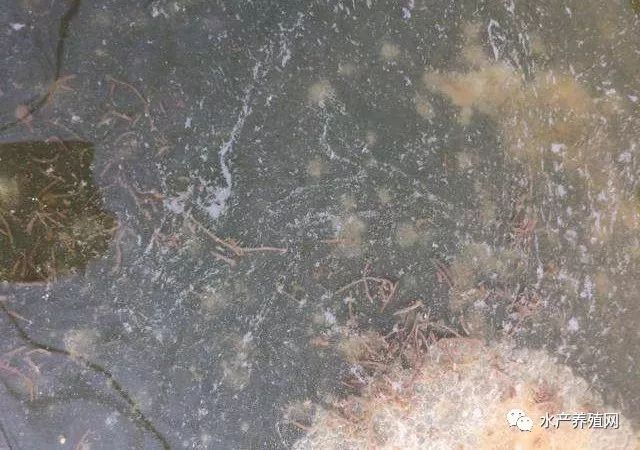 养殖户如何通过粪便来查看对虾生长情况?如何及时有效的处理