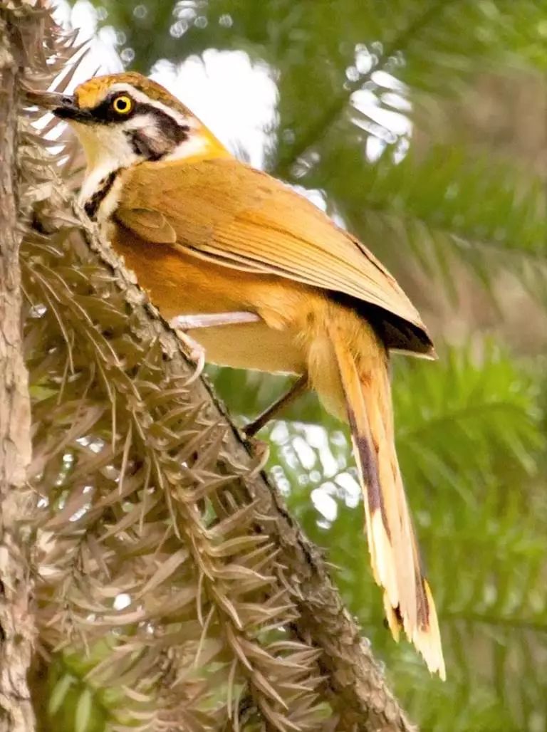 观鸟者福利神农架常见鸟类