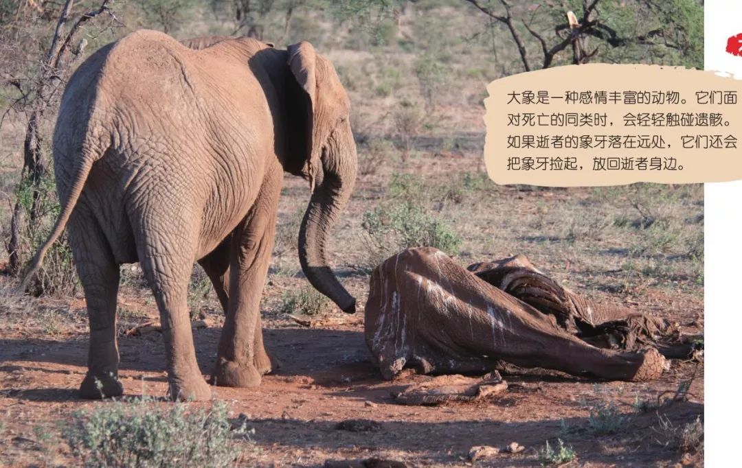 中原大象灭绝事件图片