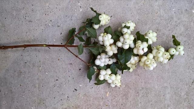 isunflower花艺学院:金秋十月瓜果香,10种果材介绍