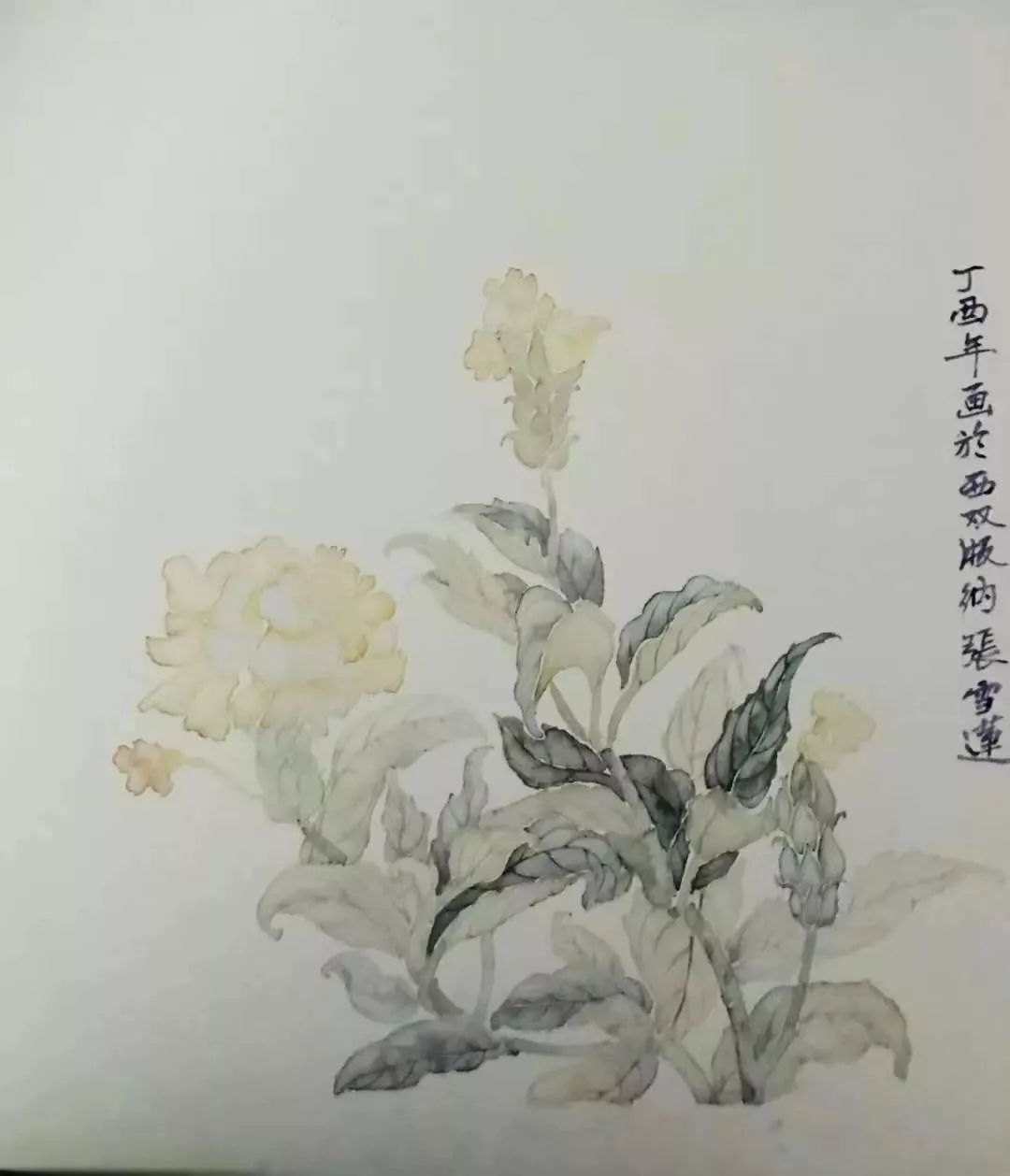 張雪蓮|沒骨海棠,百子蓮,水仙技法班招生(10月13日開課)_國畫