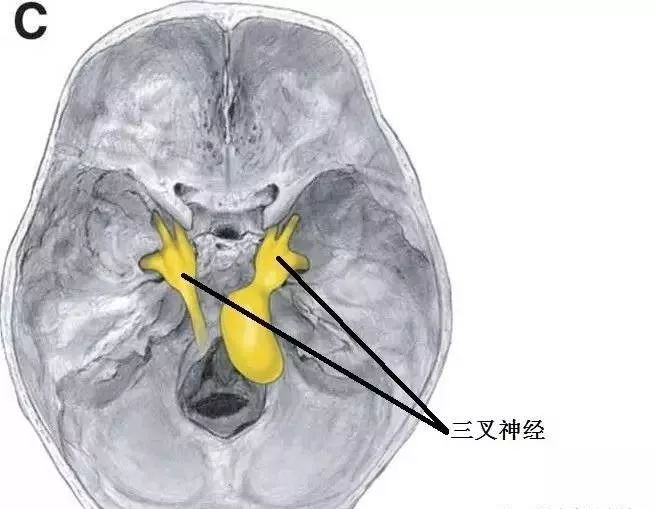 体表神经解剖：三叉神经_进行