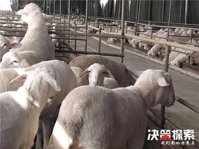 方城县博望镇规模养羊一举多得千家万户喜发羊财