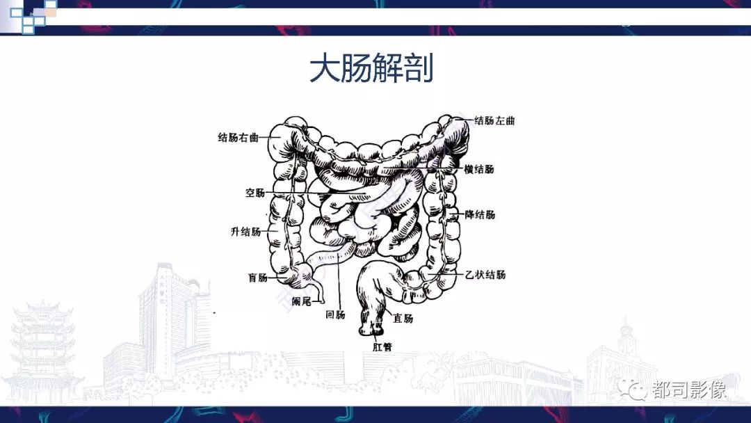 肠壁 解剖图图片