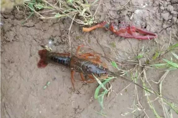 小龙虾有哪些天敌如何避免天敌伤害小龙虾具体措施有哪些