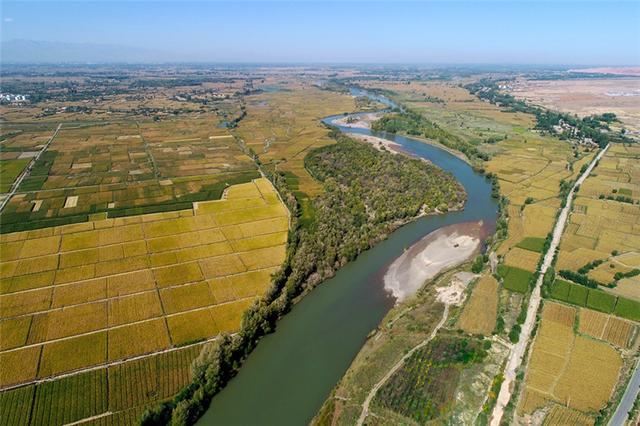 张掖:金秋时节黑河两岸泛金浪