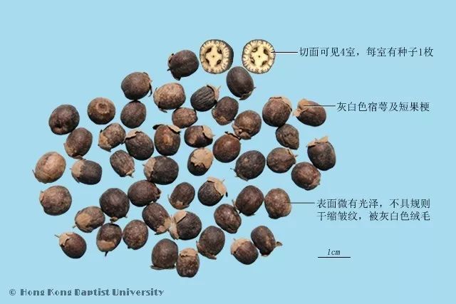 常见中药饮片鉴别彩色图谱130幅珍藏